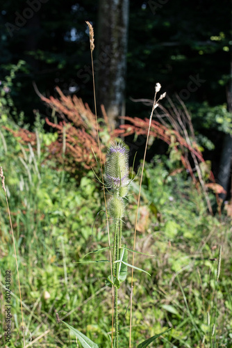 the spiky inflorescences of a wild teasel