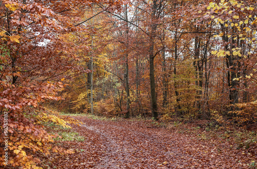 a footpath in a forest covered with fallen leaves