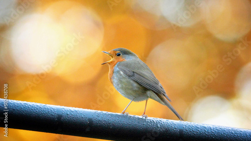 Closeup shot of a robin redbreast bird sitting on a branch and singing photo