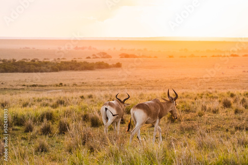 Rear view of Coke's hartebeest antelopes in Kenya at sunset photo