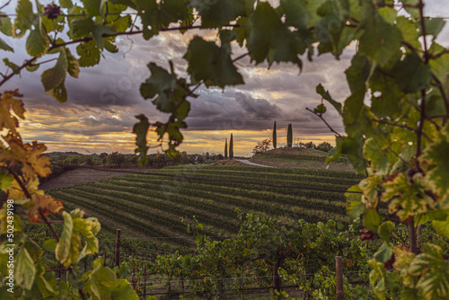 Photo Scenic vineyards on the Friulian hills in Friuli-Venezia Giulia, Italy at sunset