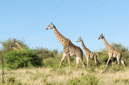 Masai Giraffes, Giraffa Camelopardalis Tippelskirchii, Masai Mara National Reserve, Kenya