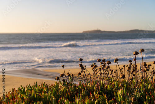 Beautiful view of wild plants near the sandy beach in Half Moon Bay on the California coast