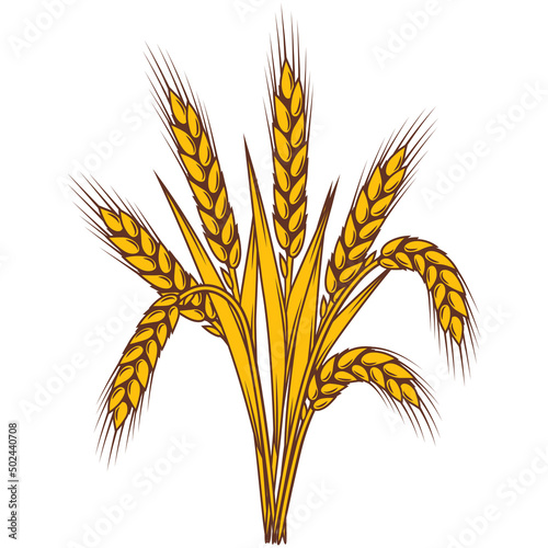 Bunch of wheat. Agricultural image with natural ears of barley or rye.