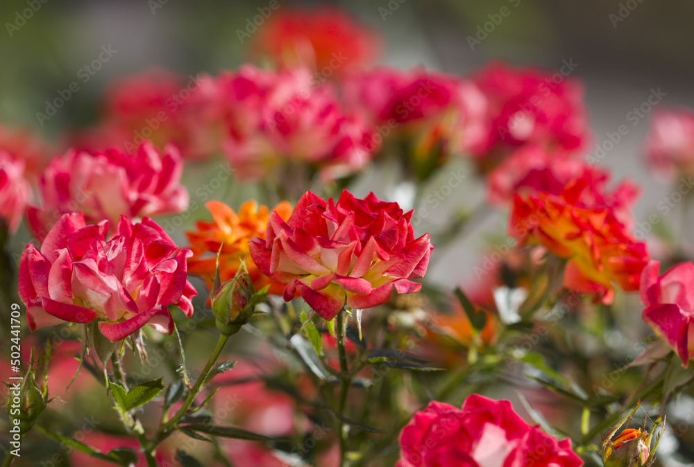 small colorful roses