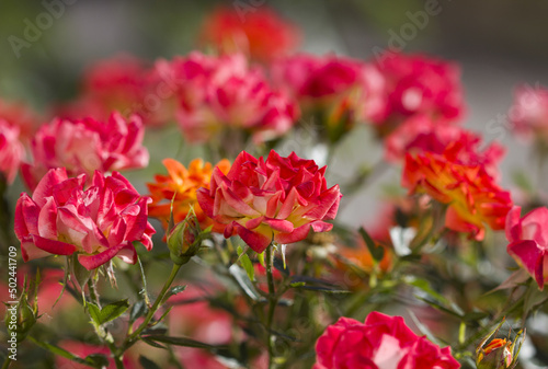small colorful roses © Яна Руденко