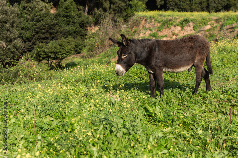 A lone donkey grazing in a green meadow A lone donkey grazing in a green meadow
