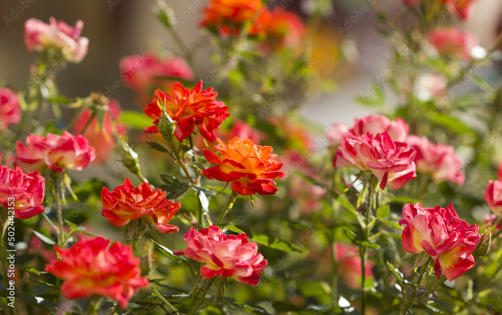 small colorful roses small colorful roses