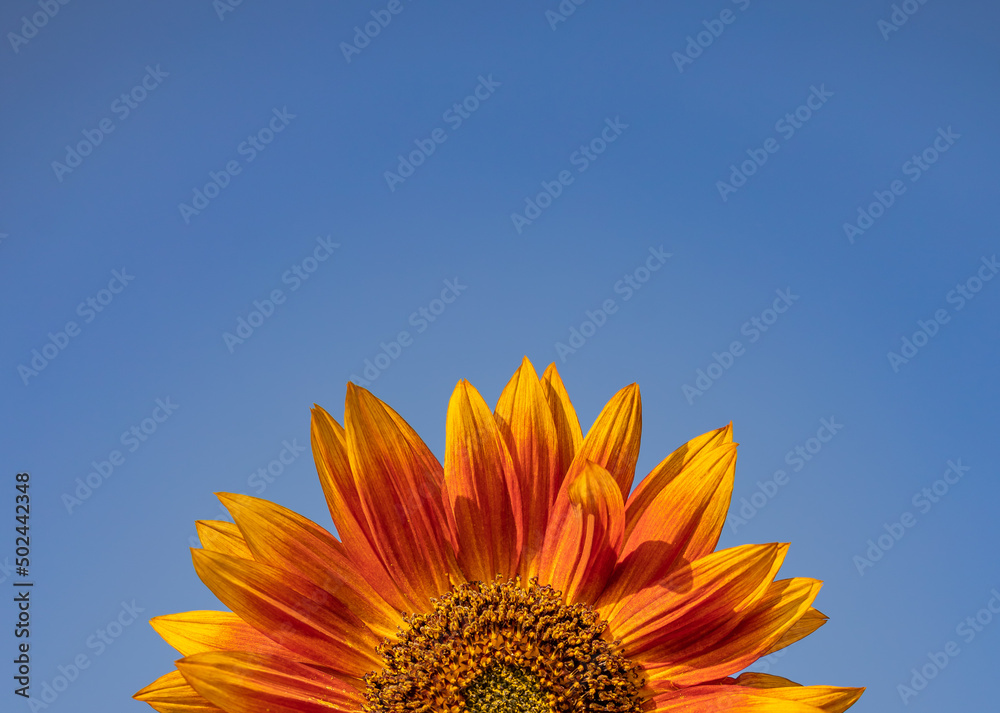 Red and yellow gorgeous five inch sunflowers looks like a solar eclipse with its large chocolate-brown centers surrounded by a red ring and flaring out into golden petal tips against a blue sky. Red and yellow gorgeous five inch sunflowers looks like a solar eclipse with its large chocolate-brown centers surrounded by a red ring and flaring out into golden petal tips against a blue sky.