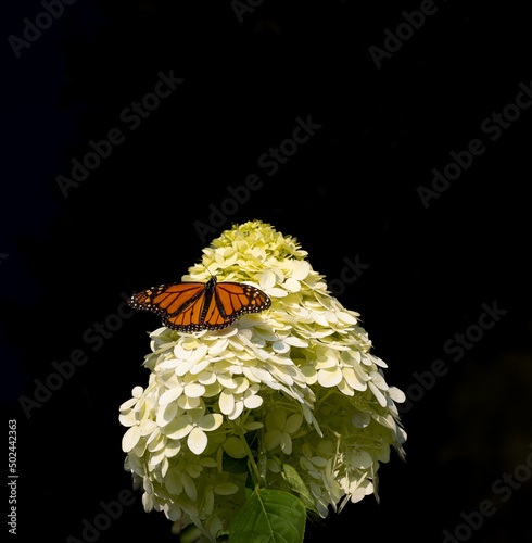 Macro of a brilliant orange monarch feeding on a giant limelight hydrangea  in Chicago	against a dark background.  photo