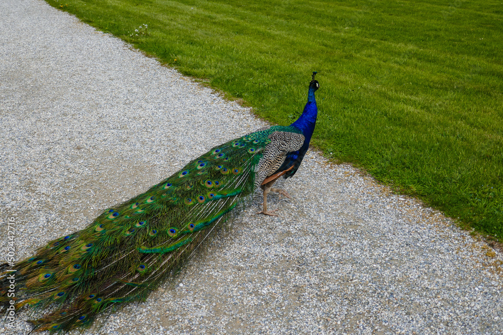 Obraz premium A beautiful peacock walks in the park. A peacock in nature has spread a large tail.