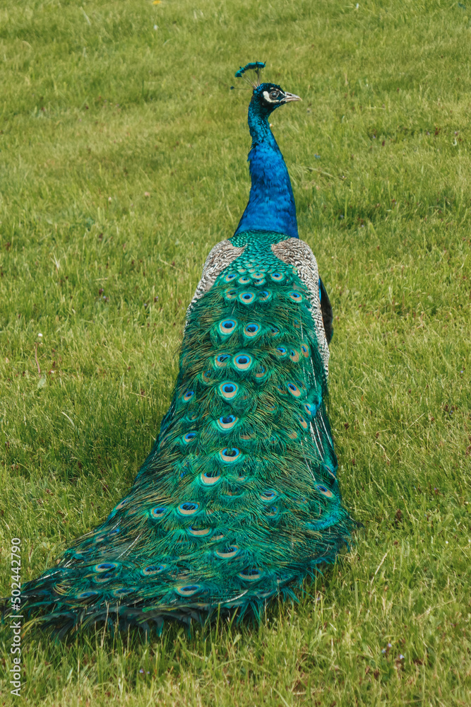 Obraz premium Peacock in the park against the backdrop of the Eggenberg castle in the city of Graz.