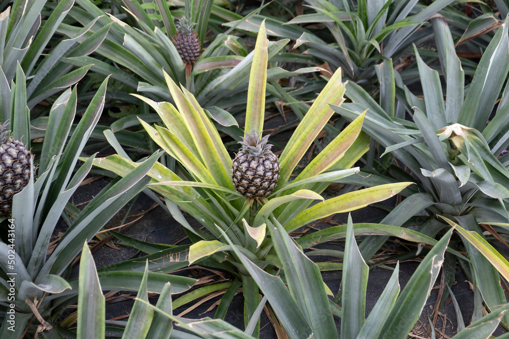 Azorean Pineapple Plant Growing Azorean Pineapple Plant Growing