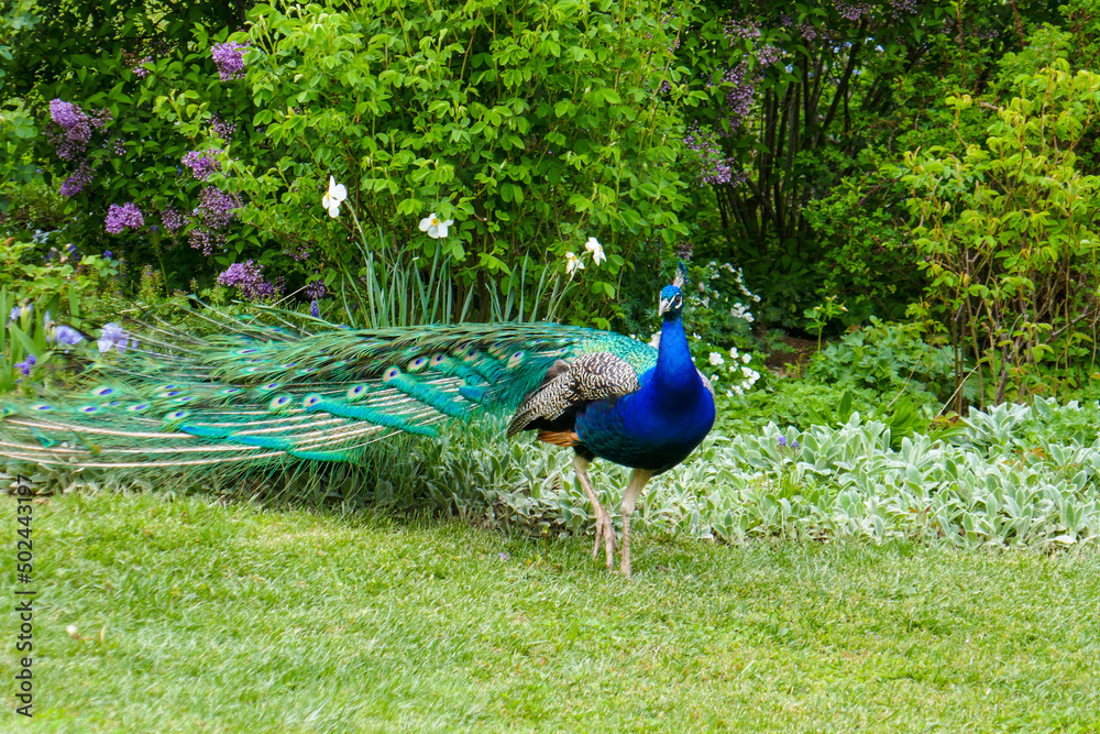 Fototapeta premium A beautiful peacock walks in the park. A peacock in nature has spread a large tail.