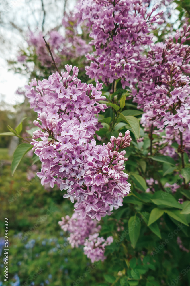 Beautiful lilac blossoms in spring. Purple lilac, bushes in the park. Beautiful lilac blossoms in spring. Purple lilac, bushes in the park.
