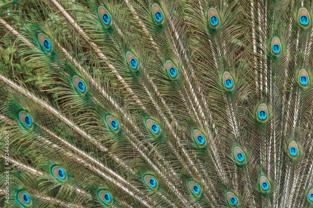 Obraz premium A beautiful peacock walks in the park. A peacock in nature has spread a large tail.