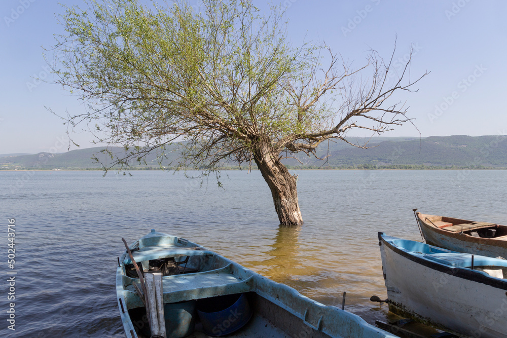Boats standing in the lake and the tree in the lake bursa golyazi, turkey Boats standing in the lake and the tree in the lake bursa golyazi, turkey