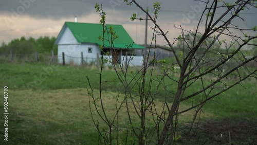 A flowering plum bush on the background of a house with a green roof on a rainy stormy day. thunderclouds in the background. background out of focus