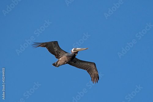 Brown Pelican displays a wide wingspan as it flies in a clear blue sky. © Daniel