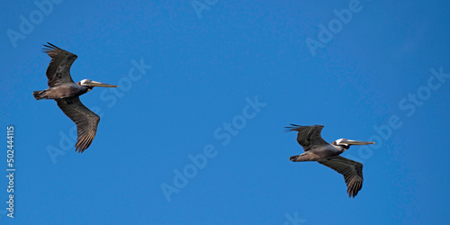 Two Brown Pelicans in flight in cloudless sky. photo