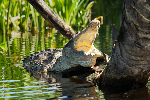 crocodil  © Romain