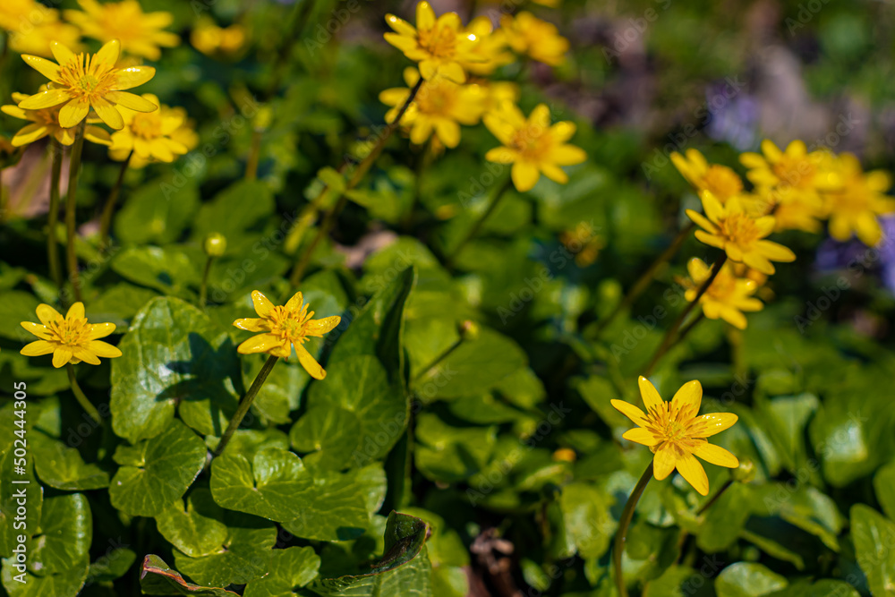 Obraz premium the first spring flower of yellow color against the background of green grass (Corrected)