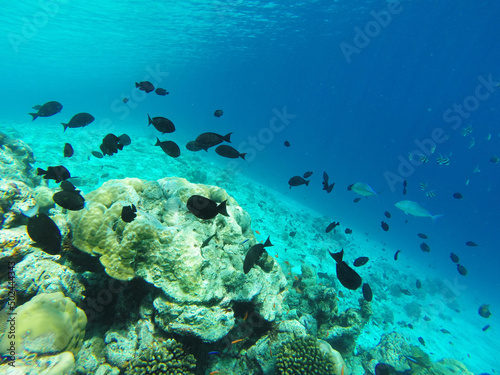 Underwater in the Indian Ocean. Coral reefs and their inhabitants. Azure clear water. Turquoise blue background.