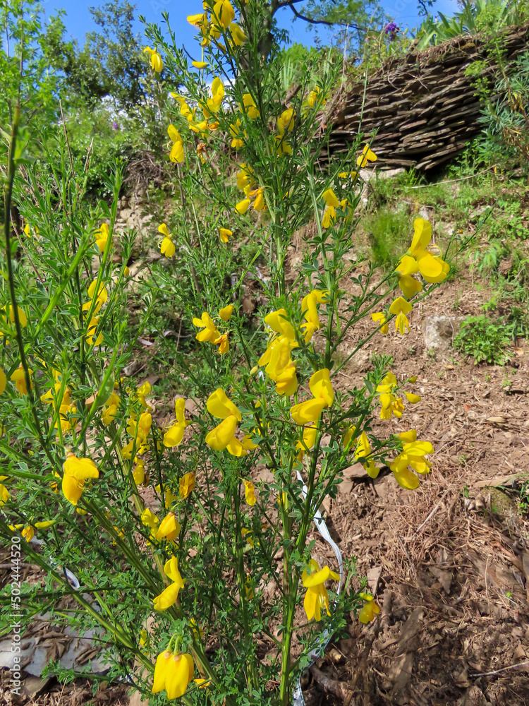Obraz premium Fleurs jaune de montagne dans les Cévennes, Occitanie