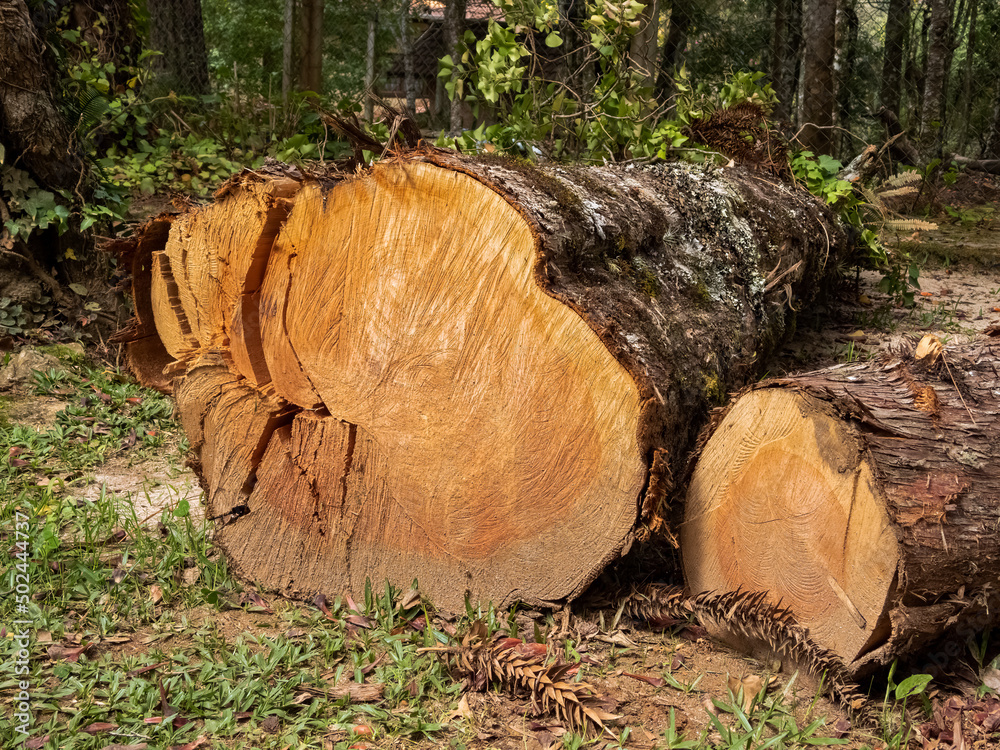 Large tree cut recently, lying on the forest ground. 