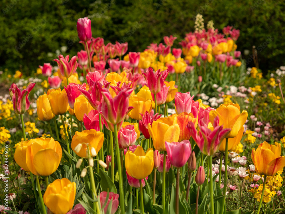 Obraz premium Multicolored tulips. Tulips of different colors. Flowerbed of tulips.