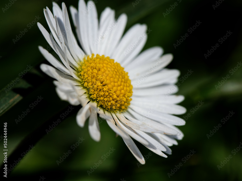 pâquerette Bellis perennis - Fleur - vivace
pâquerette Bellis perennis - Fleur - vivace