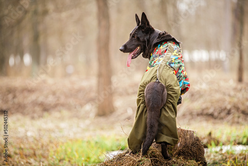 portrait of a big black german shepherd walking in overalls. Pet outdoors in the forest.