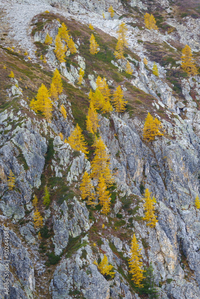 Obraz premium Colorful larch tree in autumn in the Italian Alps