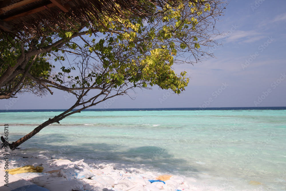 Maldives. A green tropical tree hangs over the Indian Ocean. Blue sky and turquoise blue ocean. Paradise corner.