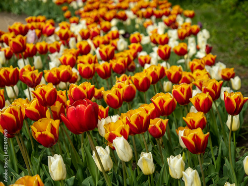 Multicolored tulips. Tulips of different colors. Flowerbed of tulips.