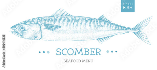Realistic scomber fish vector illustration. Seafood menu design