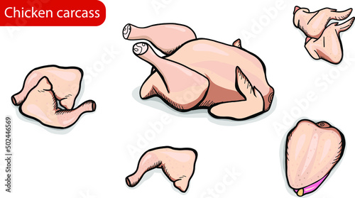 chicken carcass, carcass cutting. Vector illustration. Legs, thighs, wings, breast. Hoarfrost, goose, game bird. Transparent background. Meat. Poultry meat, turkey. EPS10. butcher chicken