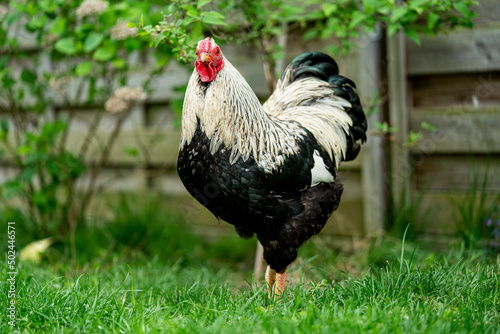 Ein wei   schwarzer Hahn steht im Garten