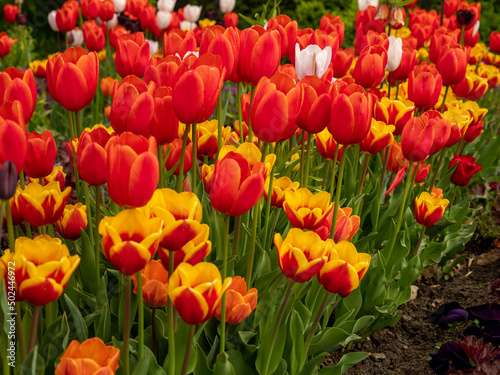 Multicolored tulips. Tulips of different colors. Flowerbed of tulips.