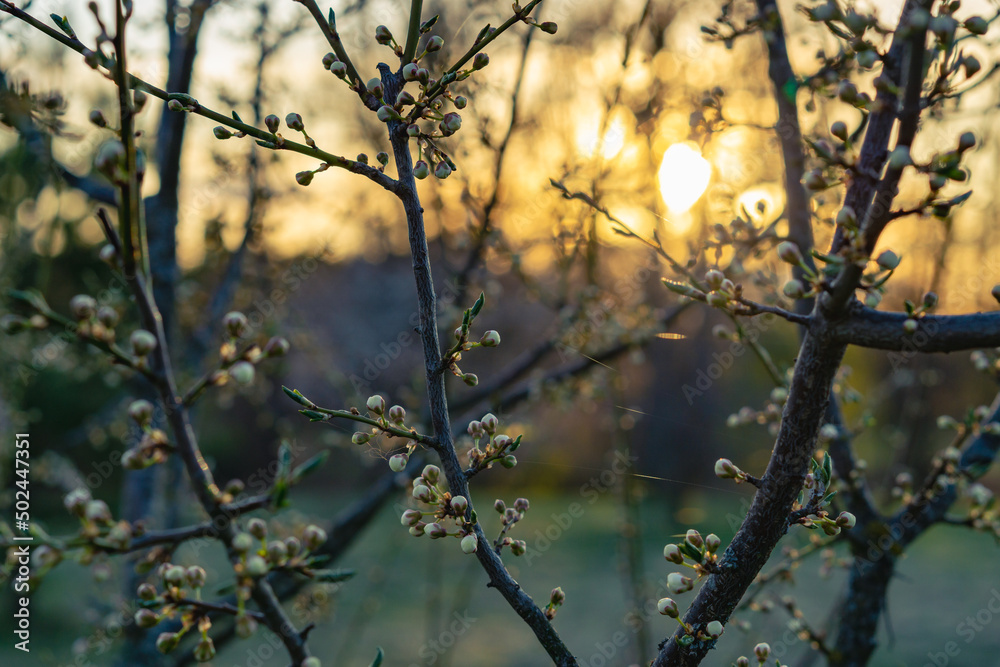 Tree branches in May on a sunset. Nature spring background. white tree flower buds Tree branches in May on a sunset. Nature spring background. white tree flower buds