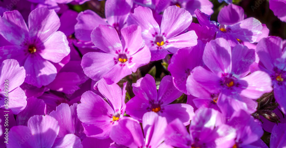 Close-up of flowers of phlox subulata in shades of pink in April