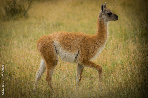 llama in the grass