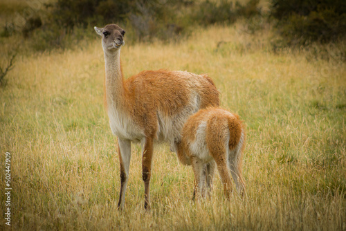 llama in the zoo photo