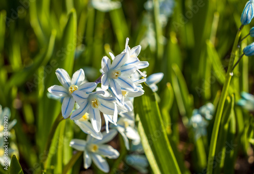 Puschkinia scilloides libanotica blue flowers with a green tinge bloomed in early spring photo