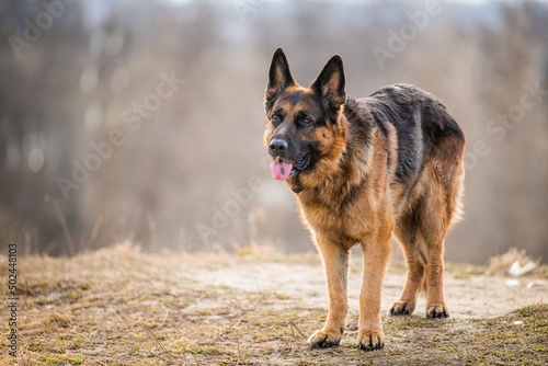 Portrait of an adult large German Shepherd dog standing against the backdrop of nature in spring or autumn.