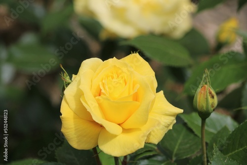 Rose jaune