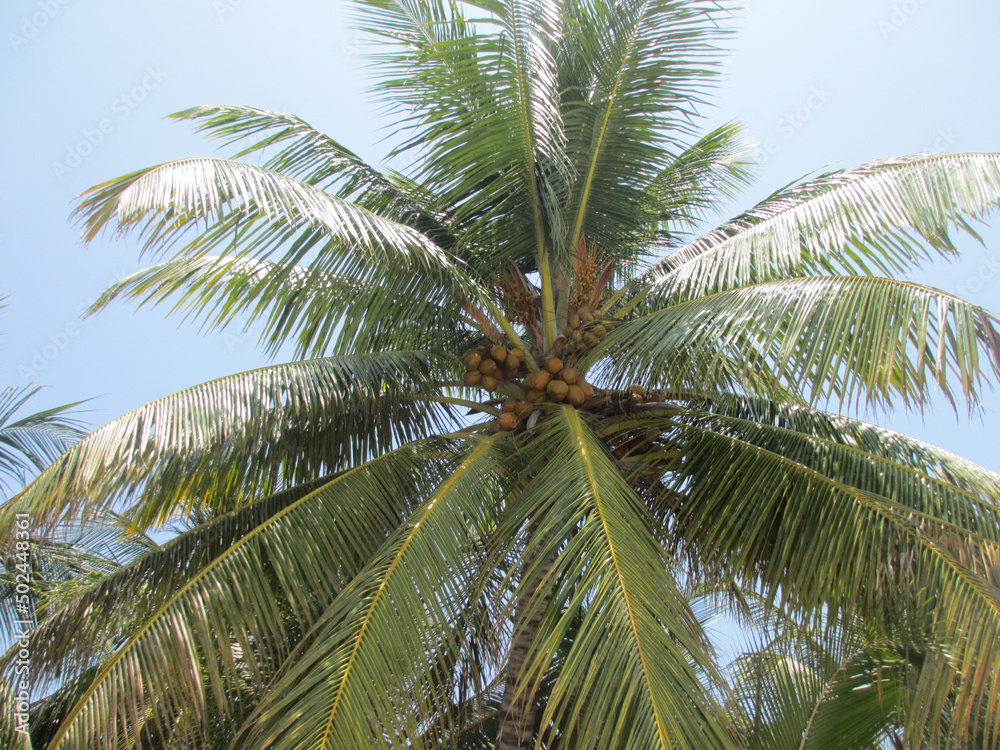 Coconut tree against the sky