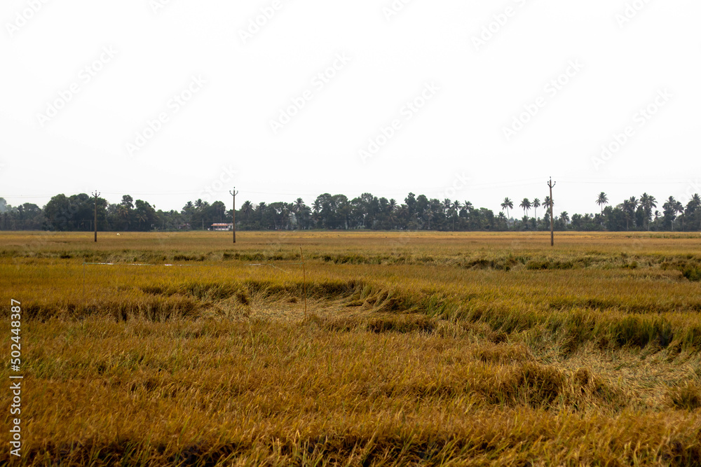 Brown paddy field with paddy