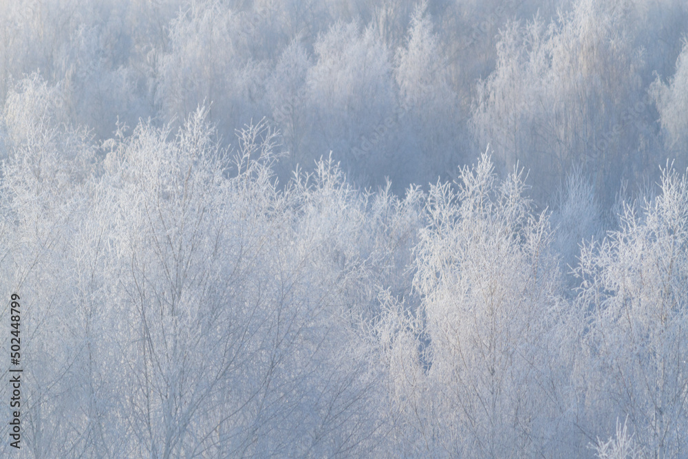White forest in winter White forest in winter