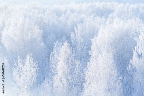 White forest in winter